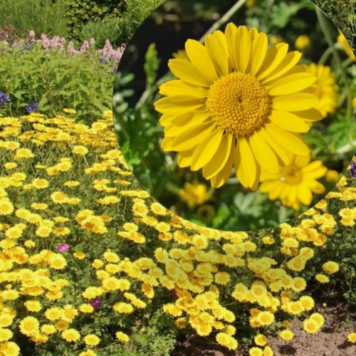 Anthemis 'Dwarf Form' - Karikakar 'Dwarf Form' P9/0,55L